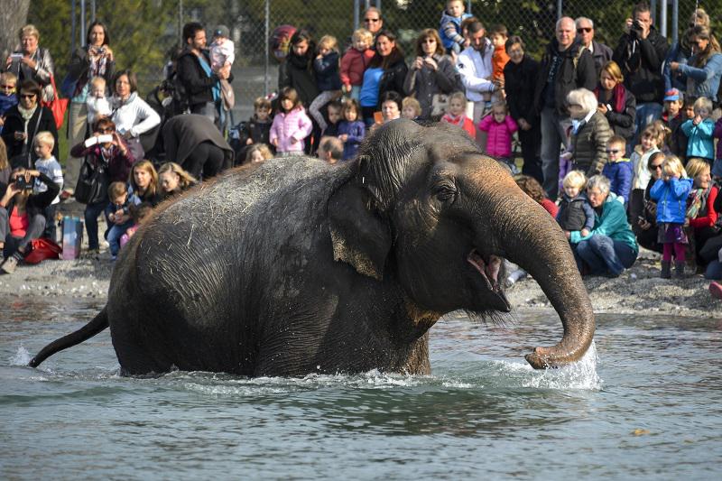 ¿Por qué los elefantes casi no tienen cáncer?