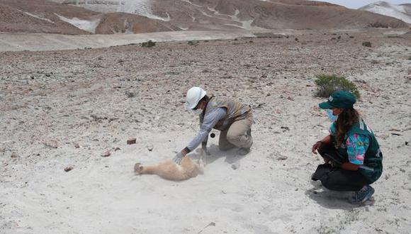 Cría guanaco deambulaba solo cerca a la antigua carretera de Arequipa-Cerro Verde| Foto: Serfor