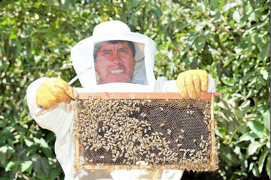 Agricultores de Omate crían abejas para mejorar sus cultivos de palta