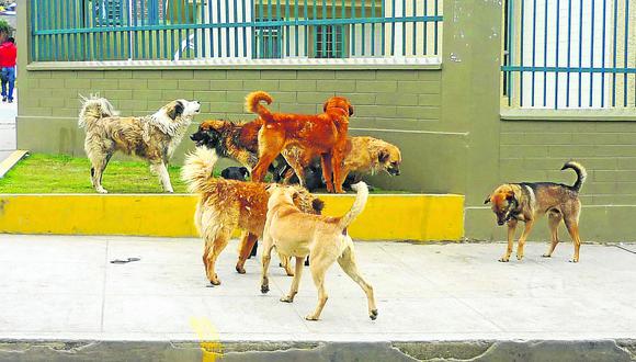 ​Más de 15 mil perros callejeros deambulan por Huancayo