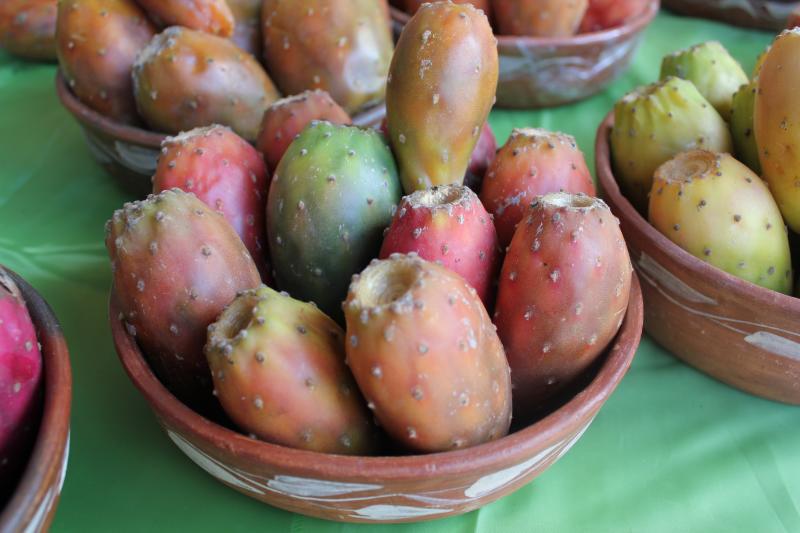 Presentarán más de 180 ecotipos de tuna