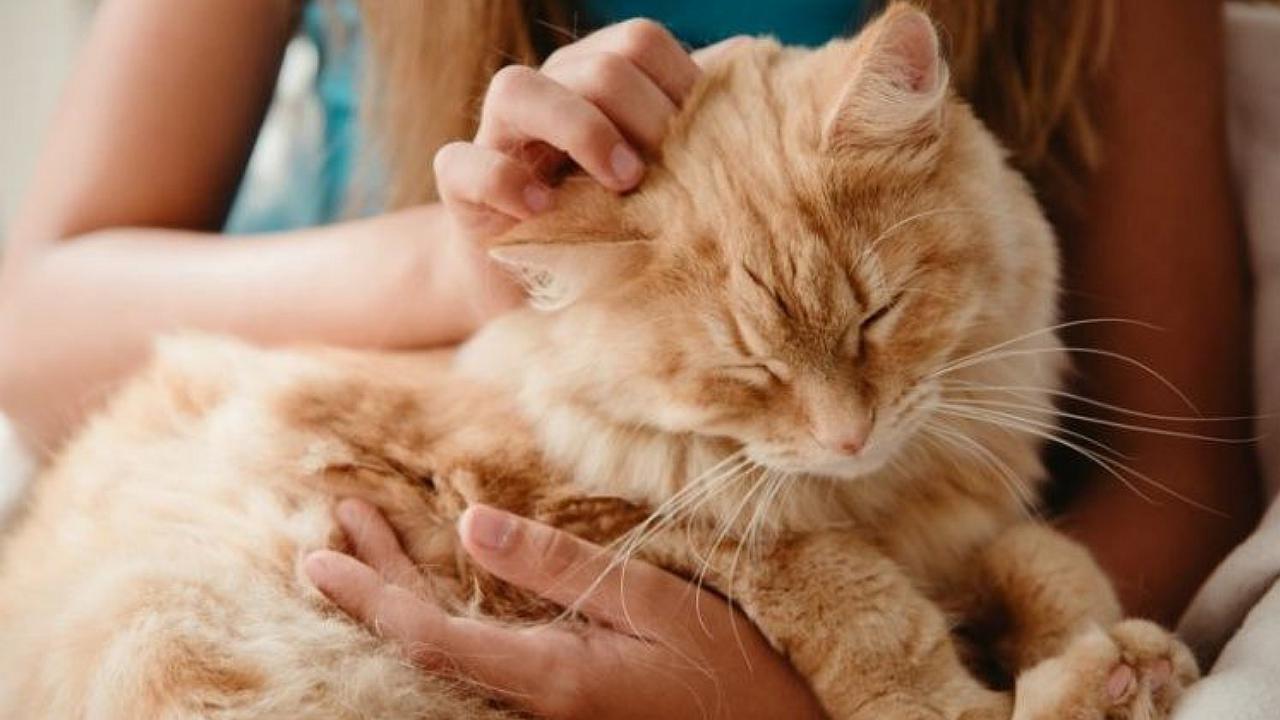 Acariciar a tus mascotas 10 minutos al día reduce los niveles de estrés, afirma estudio 