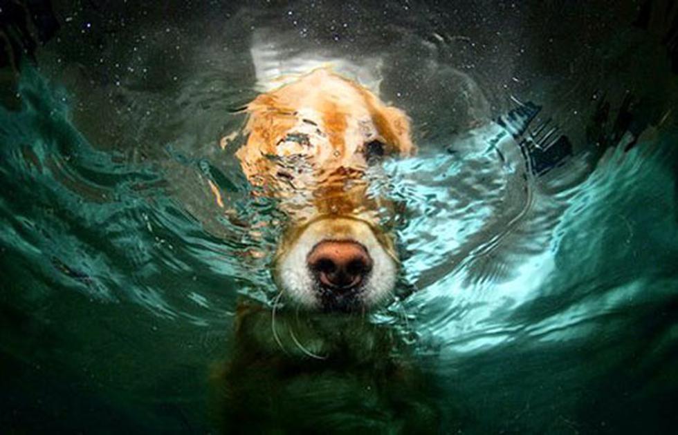 Así se ven los perros jugando bajo el agua (FOTOS)