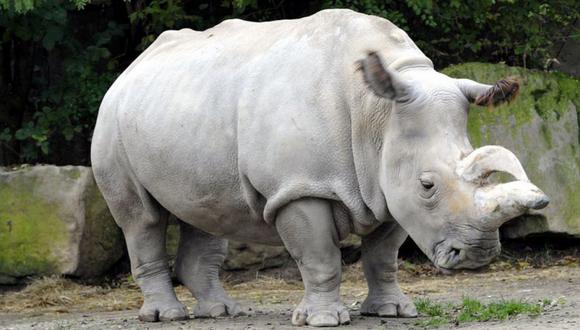 EEUU: Muere uno de los 4 rinocerontes blancos del norte que quedaban en el mundo