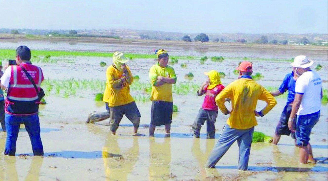 Tumbes: Langostineras registran indicios de trabajo forzado 