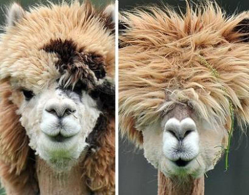 Austria: Alpacas reciben "cambio de look" en trasquilado anual