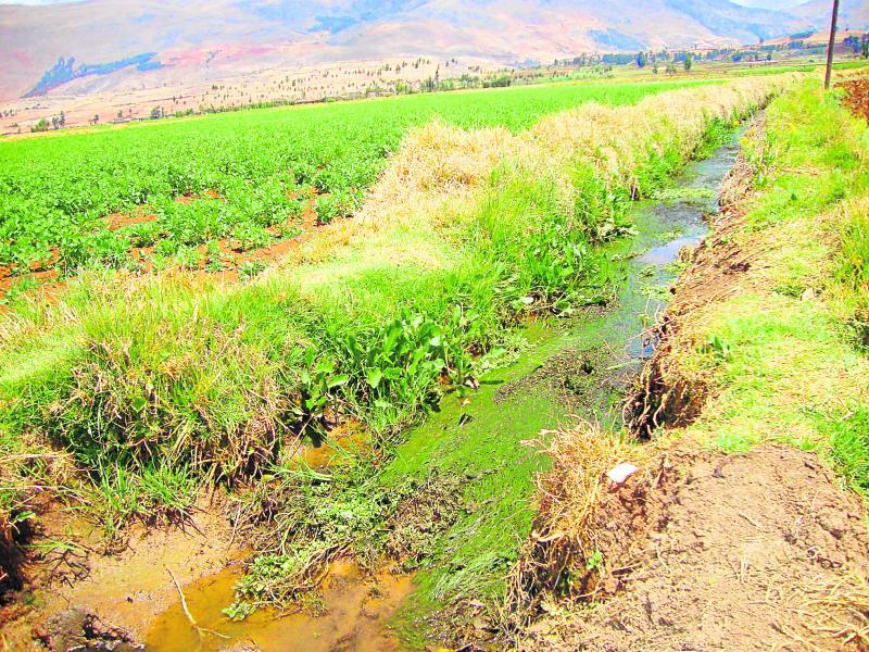 Agricultores pierden cultivos por contaminación