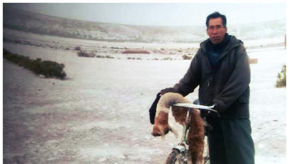 TACNA: intensas heladas matan a más de 8,000 camélidos en zona andina 