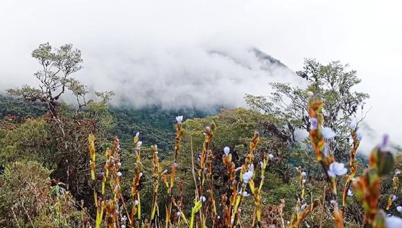 Bosque Nublado Amaru.