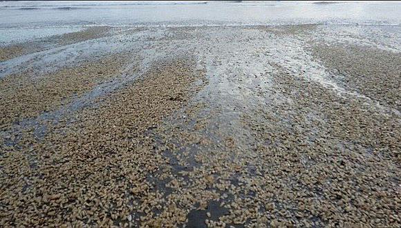 Chile: Miles de mariscos contaminados con marea roja varan en isla sureña