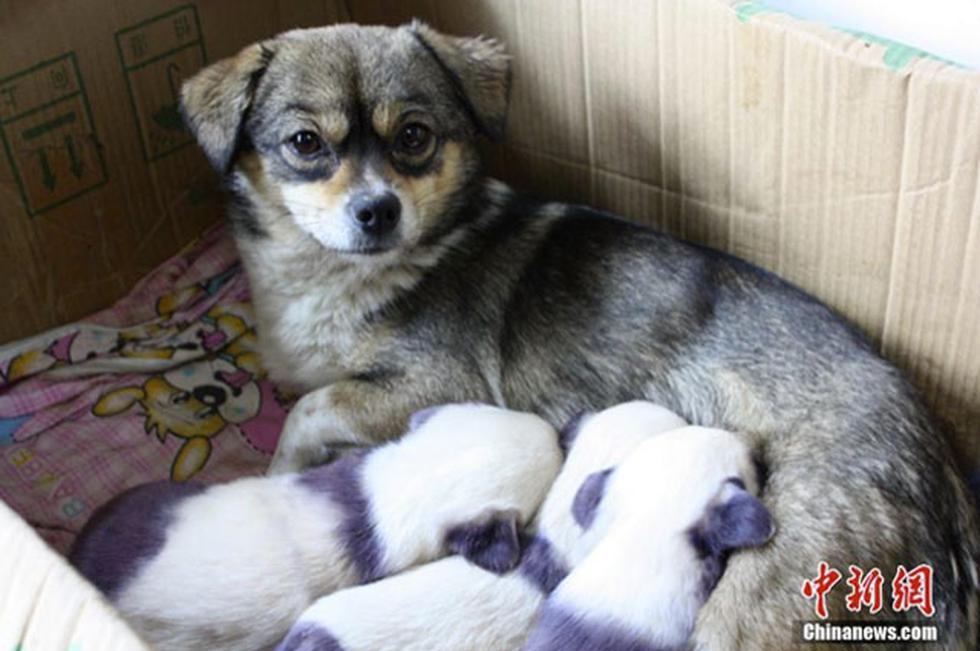 Nacen perritos-panda en China (FOTOS)