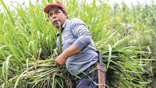 Pedro Castillo: No hay nada que nos cambie, estamos formados