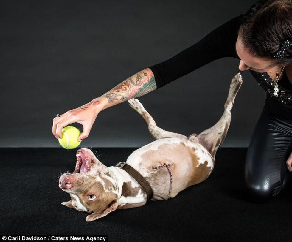 Fotos: Perrito aprende a caminar como humano tras perder 2 patas