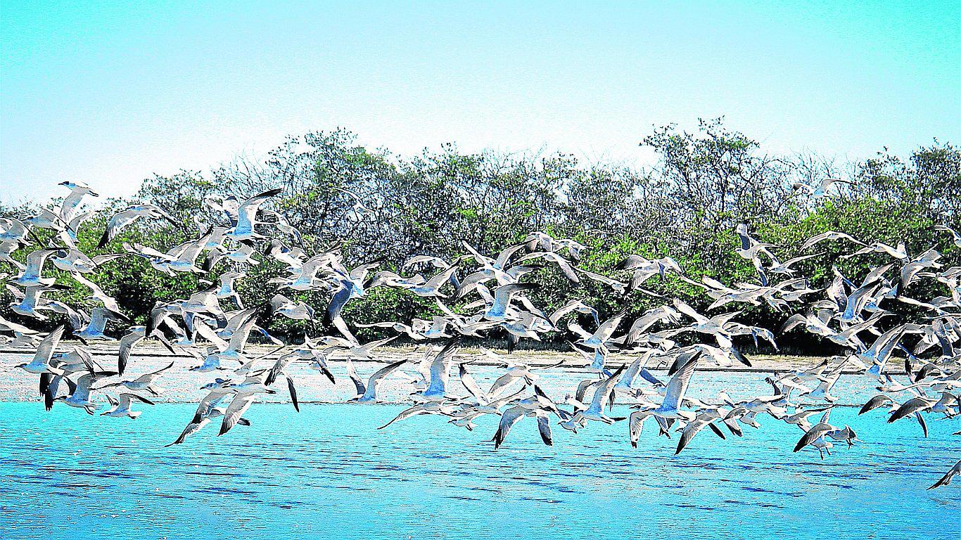 Un paraíso llamado Manglar de San Pedro (FOTOS) 