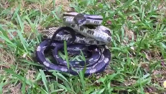 ​Youtube: Mujer toca la cola de una enorme serpiente y esto pasa