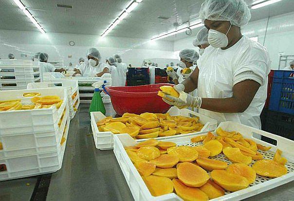Exportaciones de mango peruano a China en su mejor momento