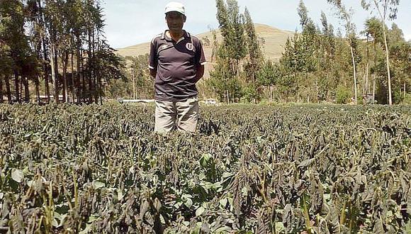 Sequía y heladas arrasaron con más de 4 mil hectáreas de cultivos en Apurímac