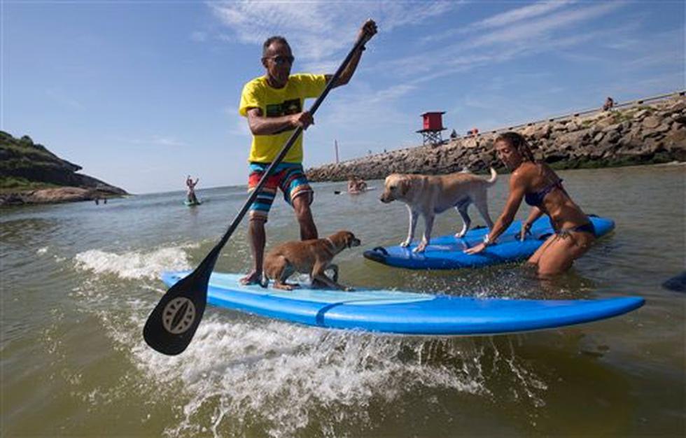 Perros surfean en Brasil por el inclemente calor (FOTOS)