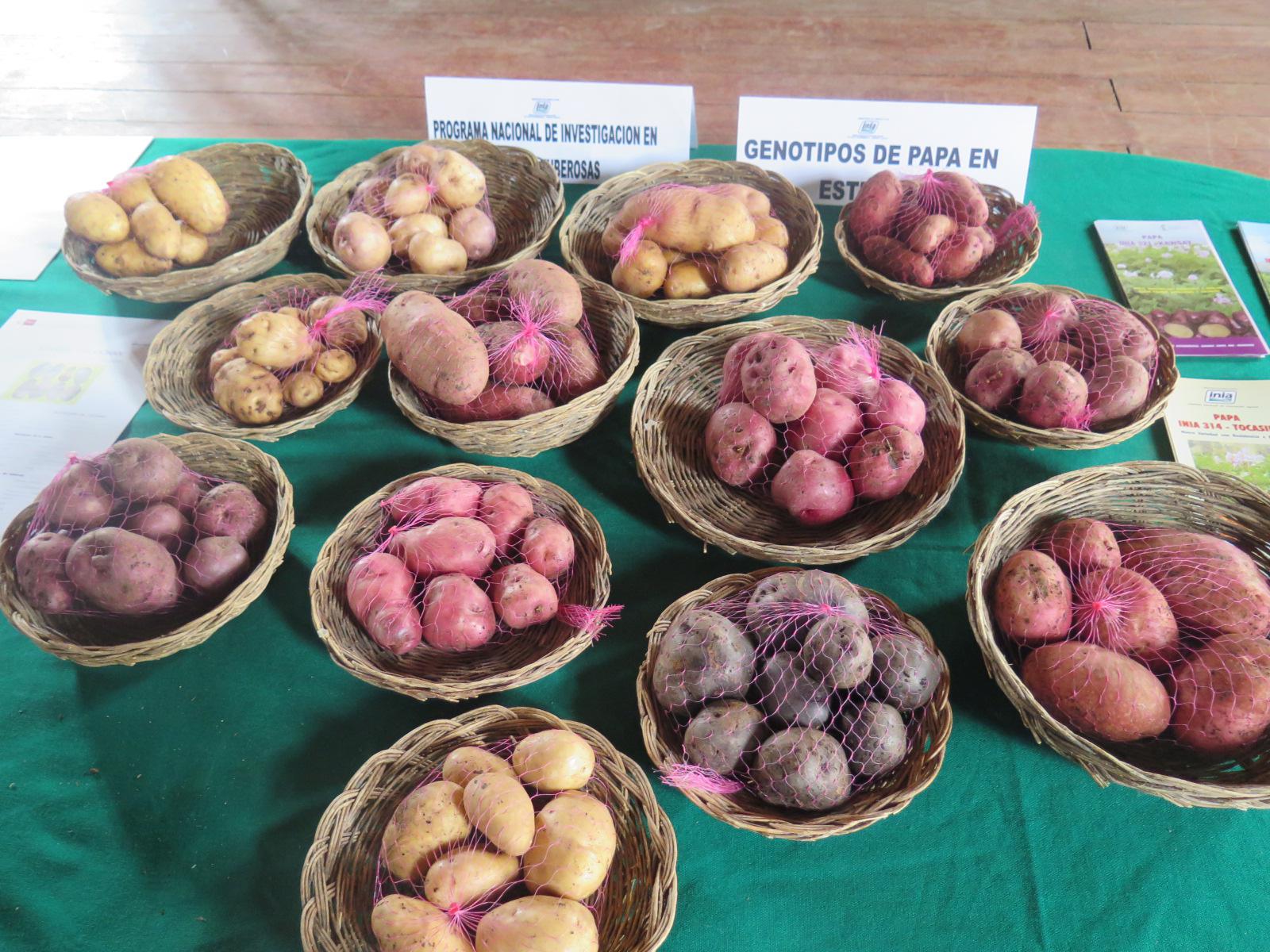 Papa ayuda a reducir riesgo de cáncer según sector agrario