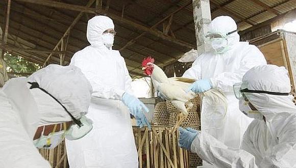 Gripe aviar: ​Confirman nuevos casos en Londres