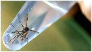 Lambayeque: Alerta tras detectarse tres casos autóctonos de dengue en Tongorrape
