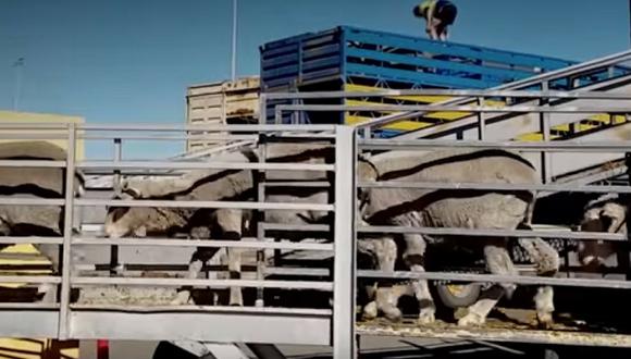 Polémica en Australia por imágenes de ovejas siendo maltratadas durante traslado en barco (VIDEO)
