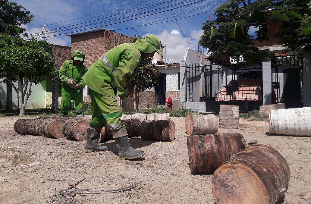 Piura: Realizan trabajos de prevención con tala de árboles en Paita