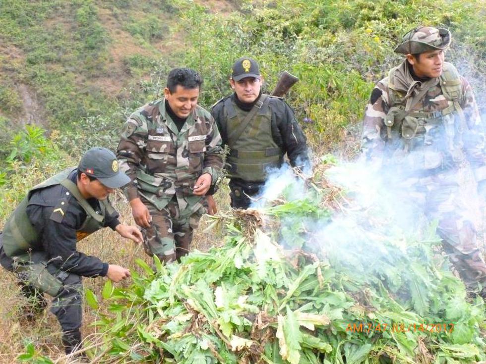 Amapola al por mayor en Huarmaca