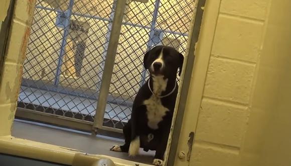 Perro de raza pitbull salta de emoción al saber que iba a ser adoptado (VIDEO) 