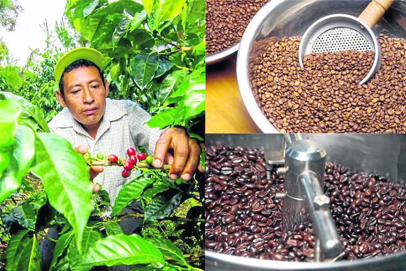 Tingo María: el café fino y de calidad a prueba de catadores está de fiesta 
