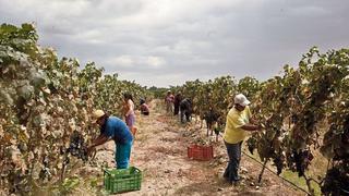 ¿Cuál es la realidad del financiamiento al agro que recibe el gabinete Flores-Aráoz?