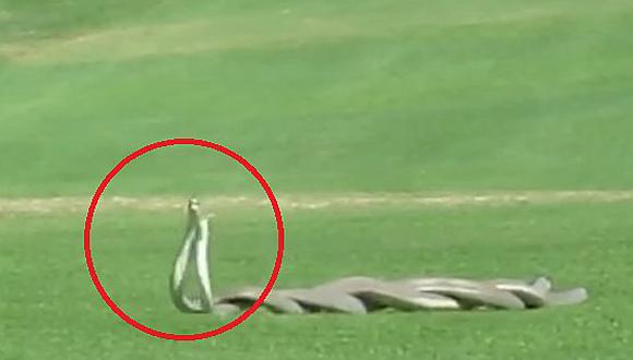 YouTube: la brutal pelea de dos mambas negras en un campo de golf (VIDEO)