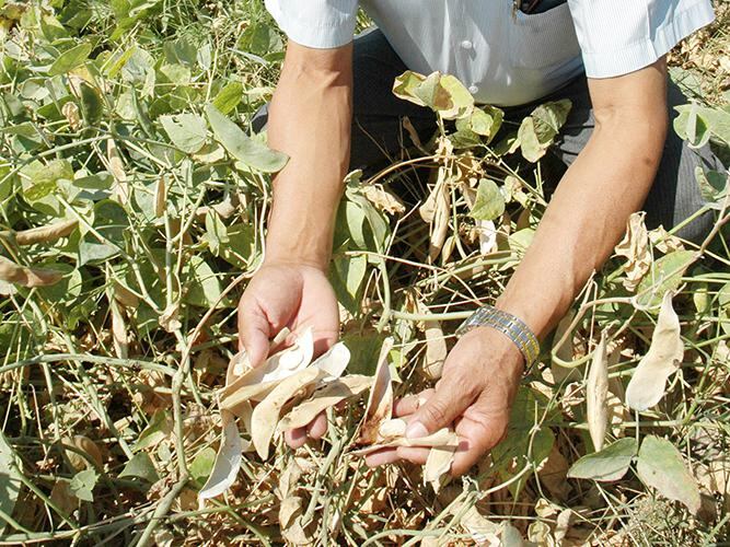 El Niño afecta pallares de Changuillo y Ocucaje