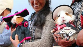 ‘Cuy Fashion‘ presenta graciosos cuyes con trajes típicos de Cusco (FOTOS) 
