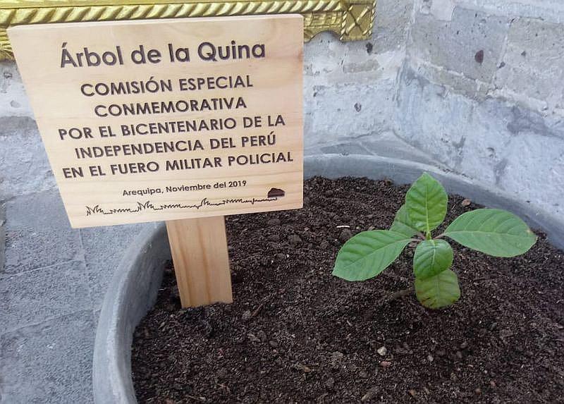 Plantan el árbol de la quina que aparece en el escudo del Perú