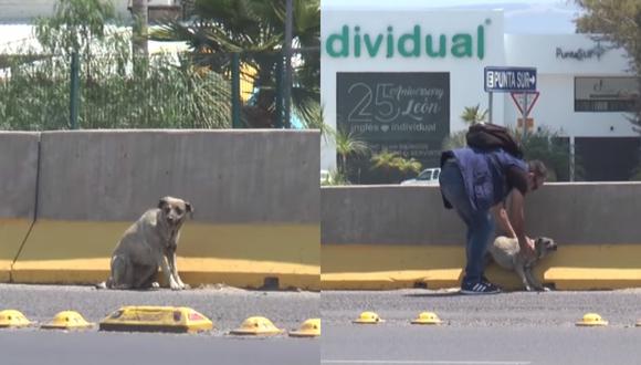 Reportero rescato a perrita que se encontraba herida en plena avenida. (Foto: Facebook Meganoticias León)