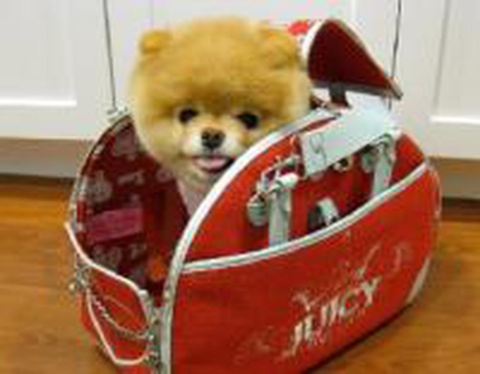 Boo, el "perro más bonito del mundo" es ahora el "más rico"