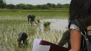 Tumbes: Rescatan a nueve niños de sembríos de arroz