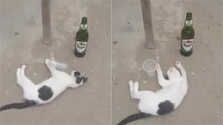 Encuentra a su gato “ebrio” y lo graba para darle una lección (VIDEO)