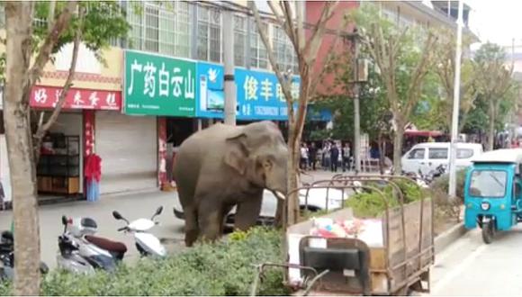 Elefante salvaje destroza nueve autos en China (VIDEO)