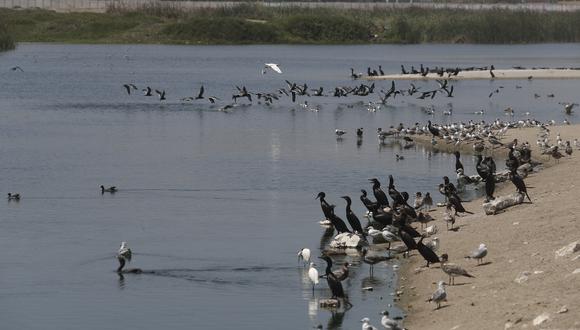 Los Pantanos de Villa es hogar de paso para miles de aves migratorias. (César Campos / GEC)