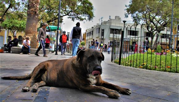 Entrañable perro dejó de existir a consecuencia de su peso y edad. La ciudad está de luto . (Foto: Correo)
