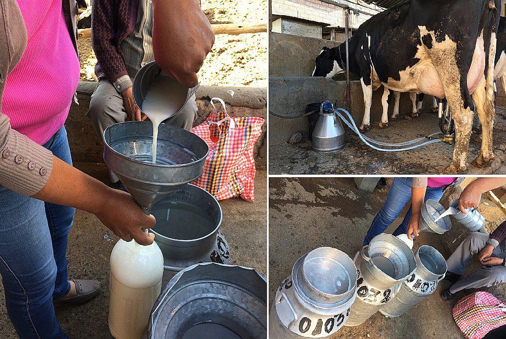 Arequipa: Promoverán venta de leche fresca en mercados