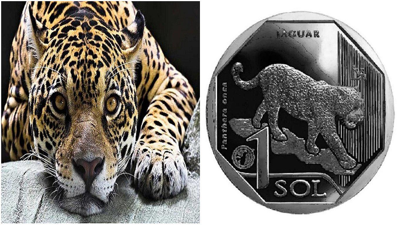 BCR pone en circulación moneda de S/ 1 en homenaje al jaguar (FOTO)
