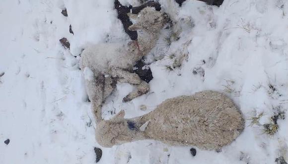 Animales mueren por nevada en Caylloma. (Foto: Difusión)