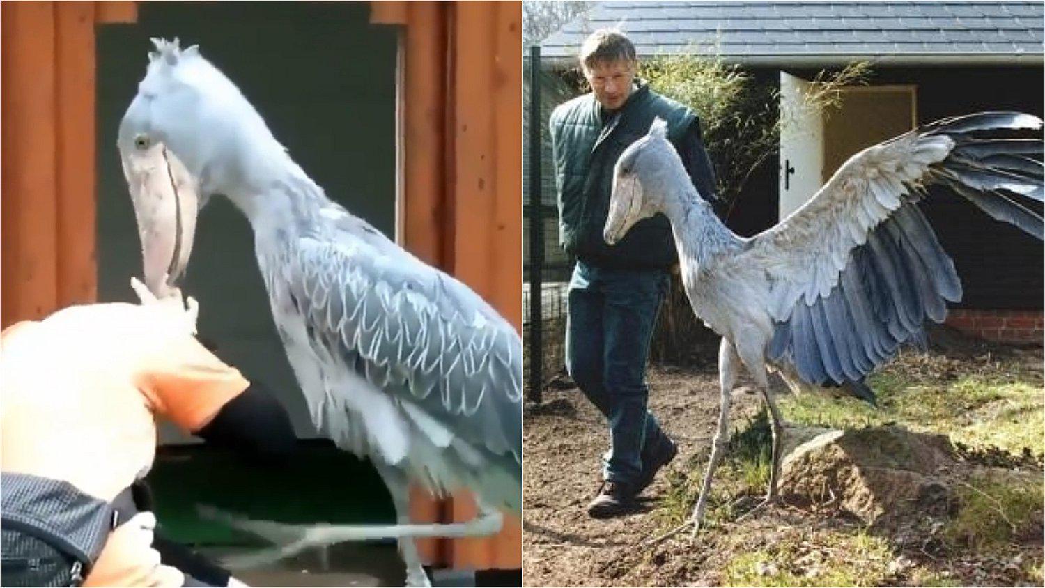 Balaeniceps rex, la macabra ave que tiene por costumbre comerse a sus hermanos 