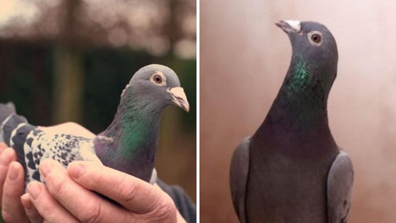 ​Armando, la paloma más cara del mundo valorizada en casi US$1,5 millones 