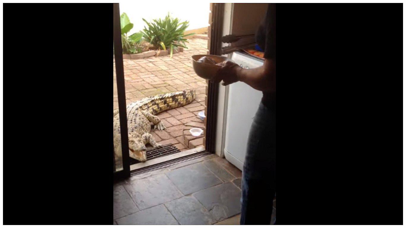 YouTube: Mujer cría cocodrilos en su patio y los alimenta en su sala (VIDEO)