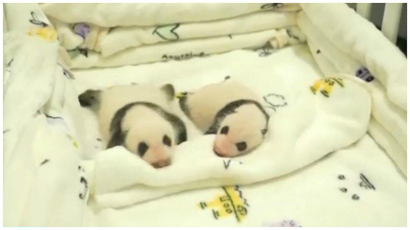 China: Así lucen los tiernos pandas mellizos de Macao tras nacer hace un mes (VIDEO)