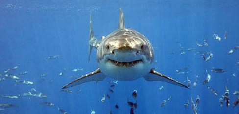 Rechazan programa de matanza de tiburones para proteger a bañistas